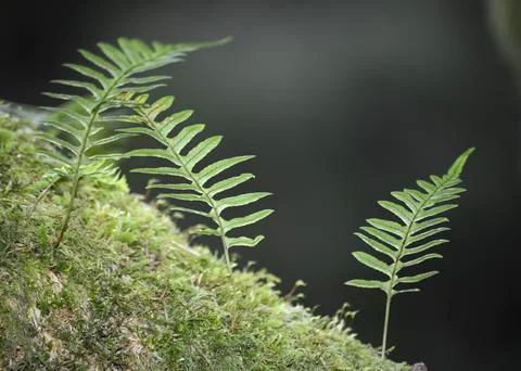 Ferns on mossy log 写真素材