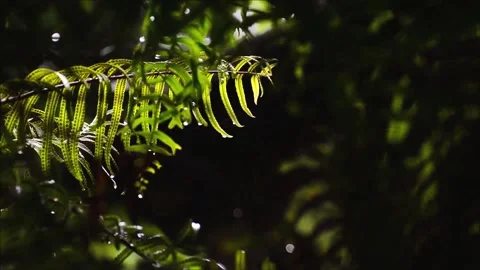 Ferns move when it rains. Stock Footage 133751742