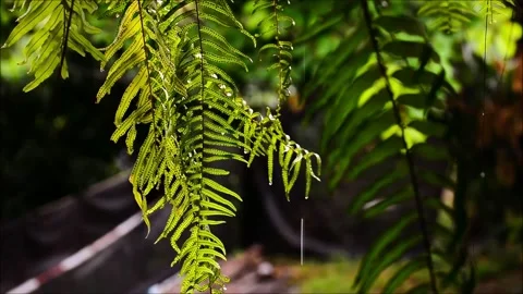 Ferns move when it rains Stock Footage 133751769
