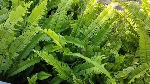 Ferns moving in the breeze Stock Footage 223843355