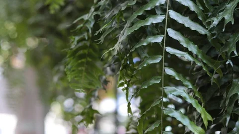 Ferns moving in the wind 4k. Stock Footage 122197129