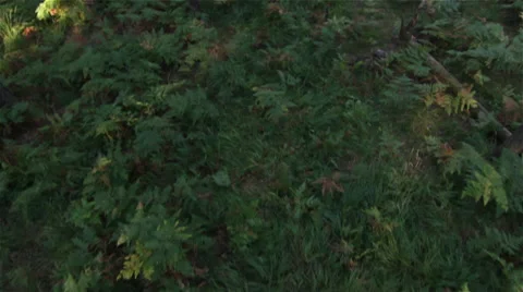 Ferns in natural forest  Stock Footage 34764971