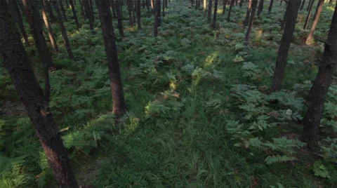 Ferns in natural forest Stock Footage 34769551