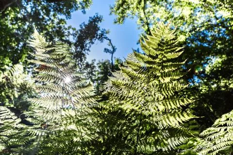 Ferns in nature Stock Photos
