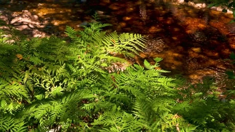 Ferns near a river Stock Footage 345637498