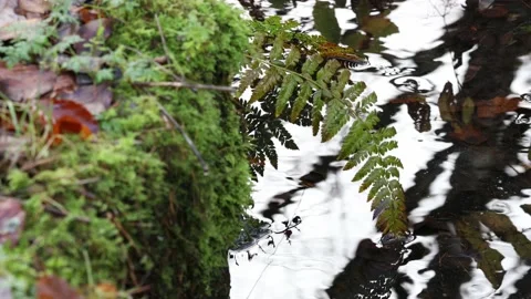 Ferns next to a Flowing Stream, England, UK Video stock 221833739