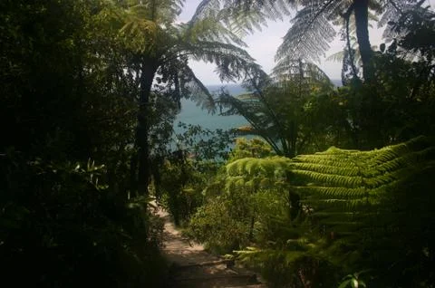 Ferns &amp; Ocean Stock Photos