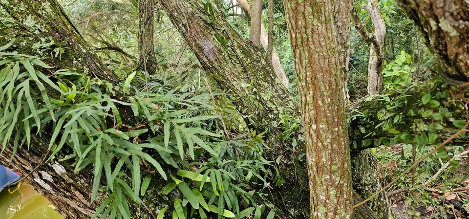 Ferns on an old tree trunk Foto stock