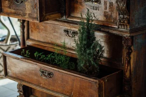 Ferns in open boxes of a vintage chest. old chest of drawers. aged furniture Stock Photos