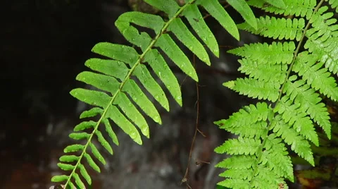 Ferns over Creek Stock-Footage 5504486
