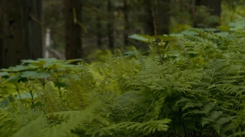 Ferns in Pacific Forest Stock Footage 89925423