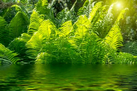 Ferns in the park Stock Photos