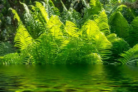Ferns in the park Stock Photos