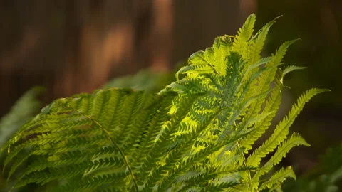 Ferns Peacefully Fluttering in the Gentle Spring Breeze Stock Footage 241875393
