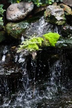 Ferns, perched on the rocks in the waterfall. Stock Photos