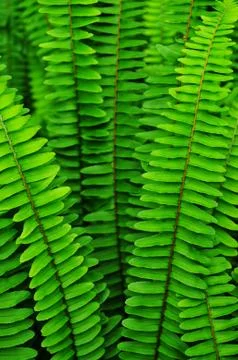 Ferns Stock Photos