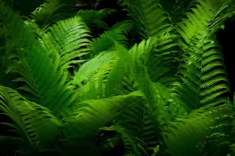 Ferns Stock Photos