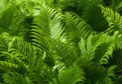 Ferns Stock Photos