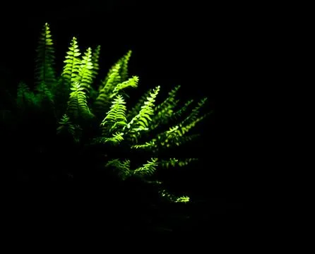 Ferns Foto stock