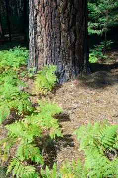 Ferns Fotos de archivo