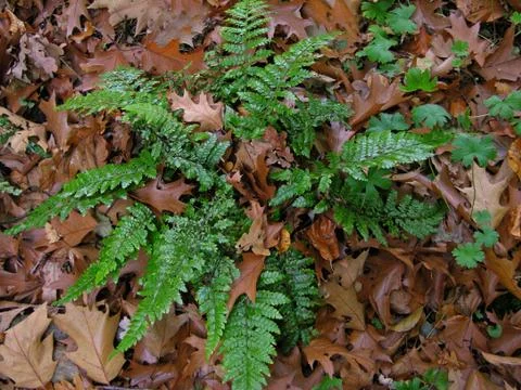 Ferns Fotos de archivo