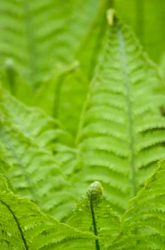 Ferns Stock Photos