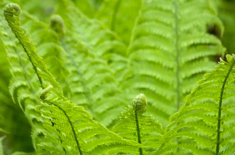 Ferns Stockfoto's
