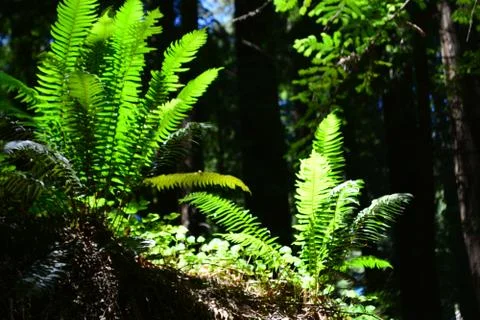Ferns Stock Photos