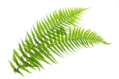 Ferns Stock Photos