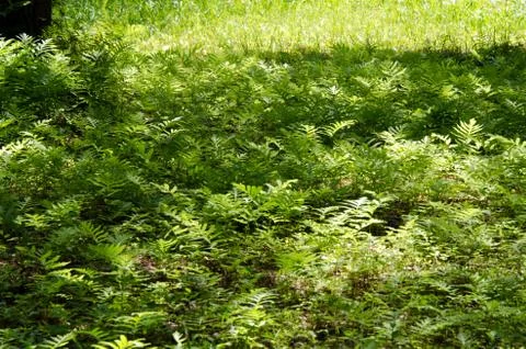 Ferns Stock Photos