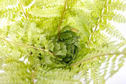 Ferns Stock Photos