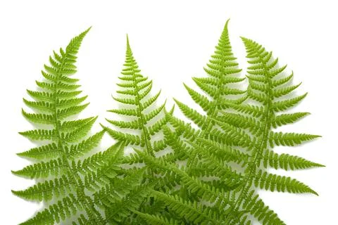 Ferns Stock Photos