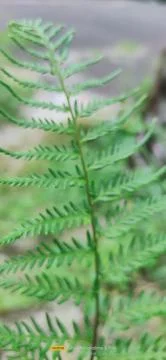 Ferns Foto stock