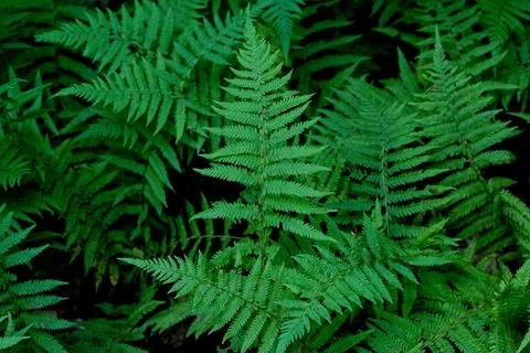 Ferns Stock Photos