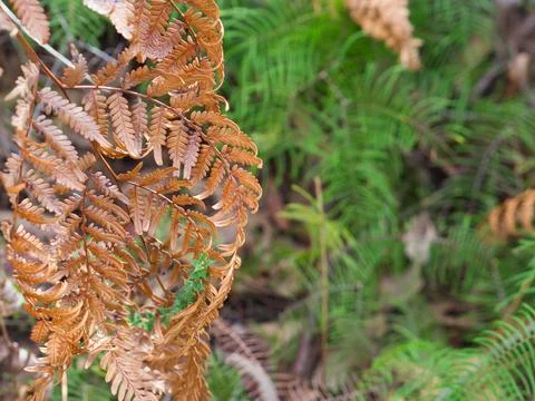 Ferns Foto stock