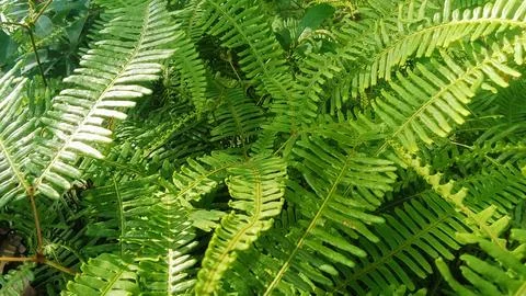 Ferns Stock Photos