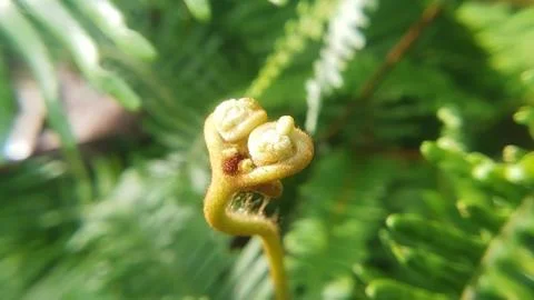 Ferns Stock Photos