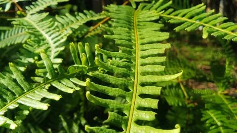 Ferns Stock Photos