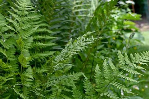 Ferns Foto stock