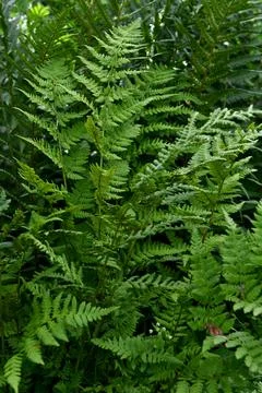 Ferns Fotos de archivo