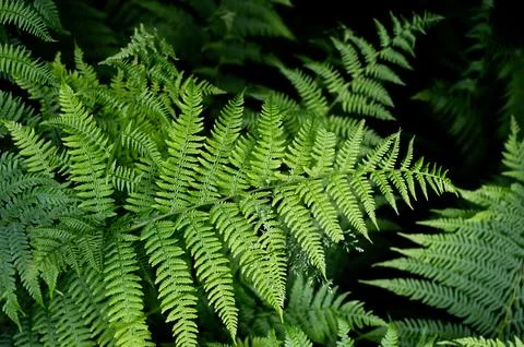 Ferns photographed up close. Stock Photos