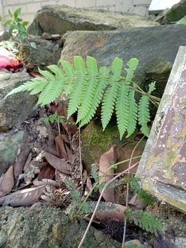 Ferns plant Stock Photos