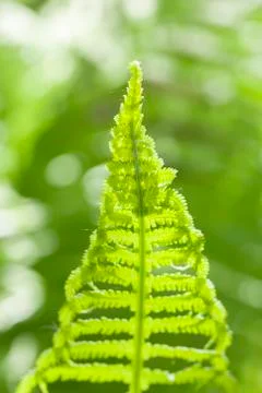 Ferns - Polypodiopsida Stock Photos