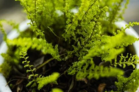 Ferns In Pots Stock Photos