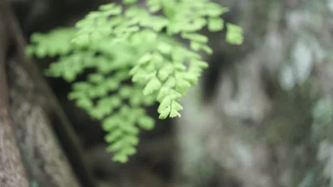 Ferns in the rainforest Stock Footage 260213136