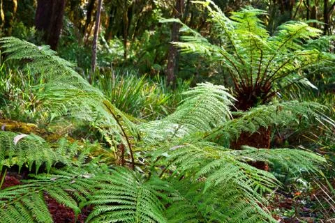 Ferns in the rainforest Stock Photos