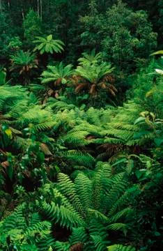 Ferns in Rainforest Stock Photos