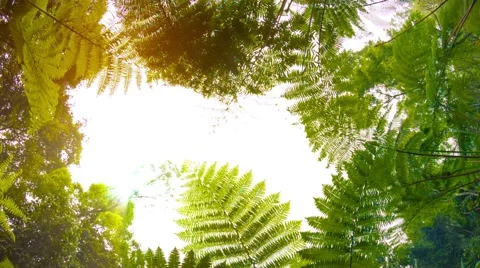 Ferns in the rainforest. view from the bottom up 库存影片 40782271