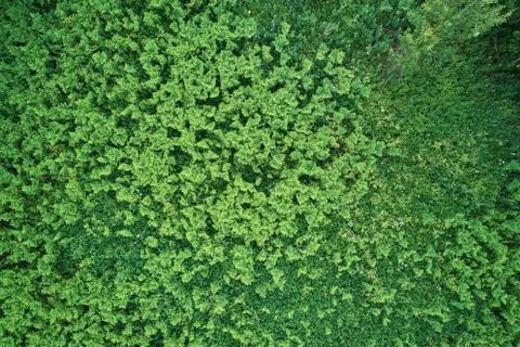 Ferns removed from the drone. The view from the top. Beautiful green backgrou Stock Photos