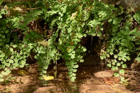 Ferns on the river bank Stock Photos